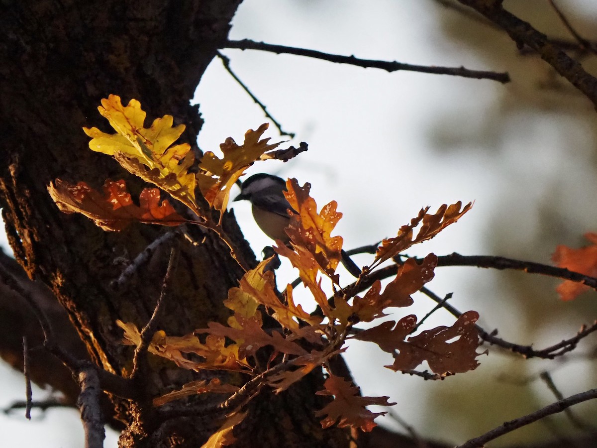 Black-capped Chickadee - ML610088858