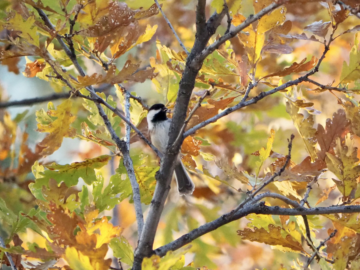 Black-capped Chickadee - ML610088859