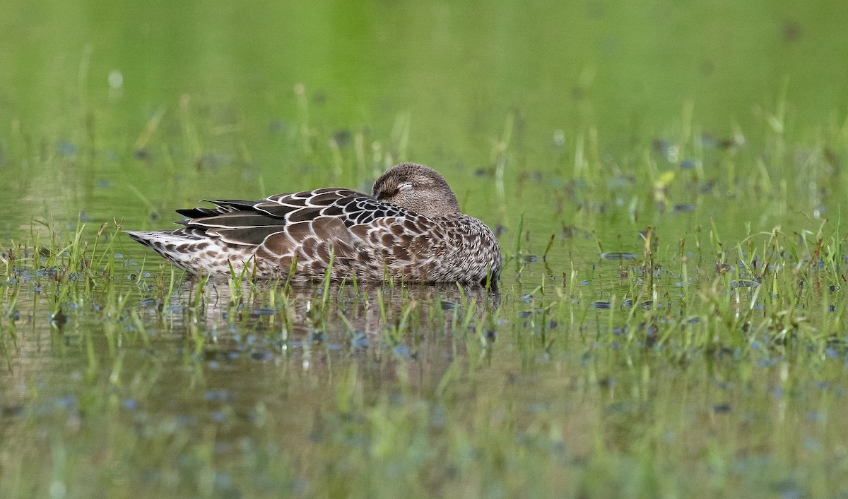 Blue-winged Teal - Miguel  Mejias