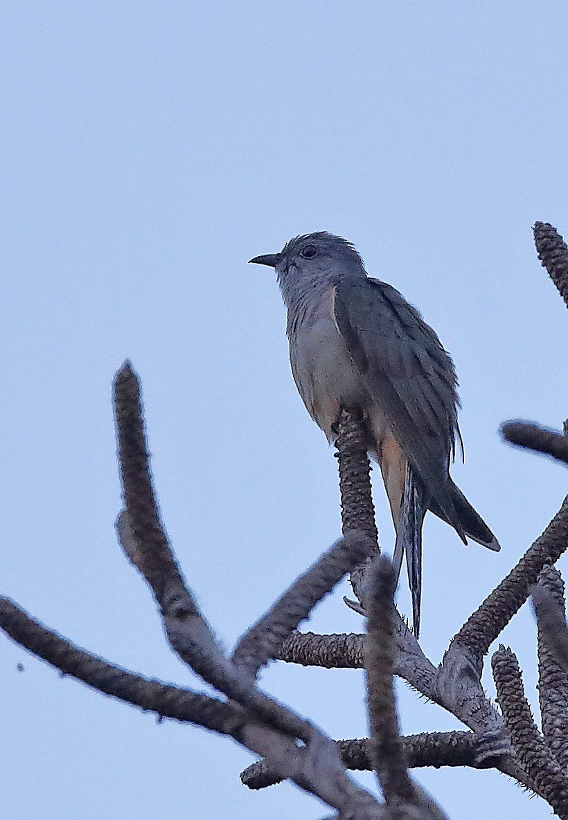 Brush Cuckoo - sheau torng lim