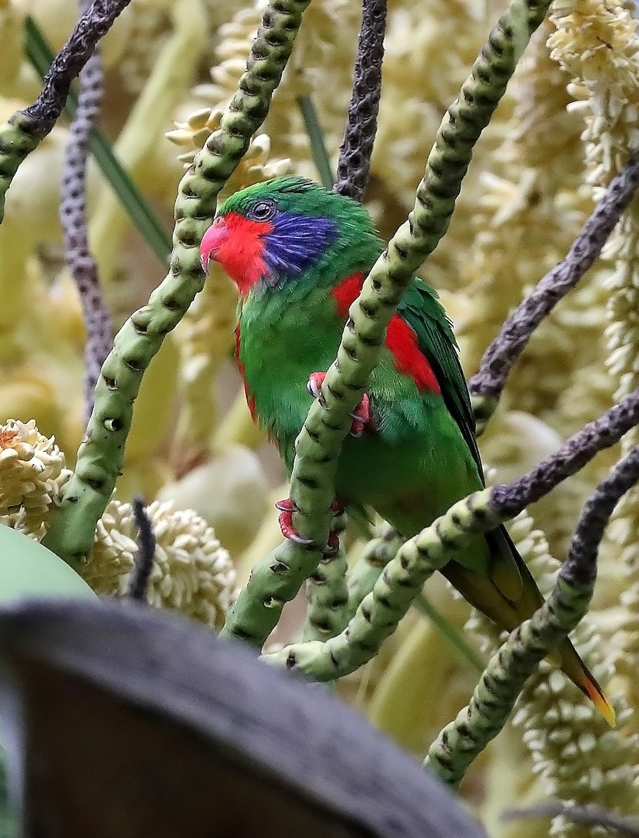 Red-flanked Lorikeet - sheau torng lim