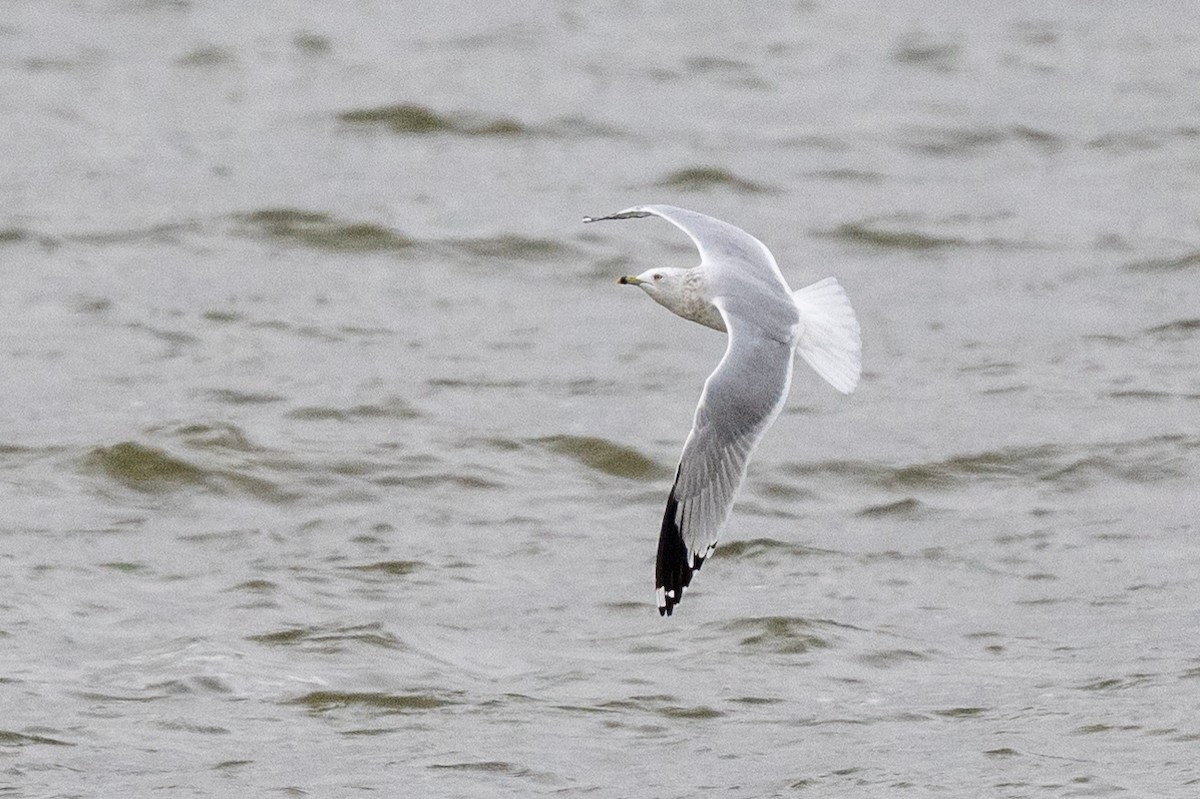 Ring-billed Gull - ML610088986