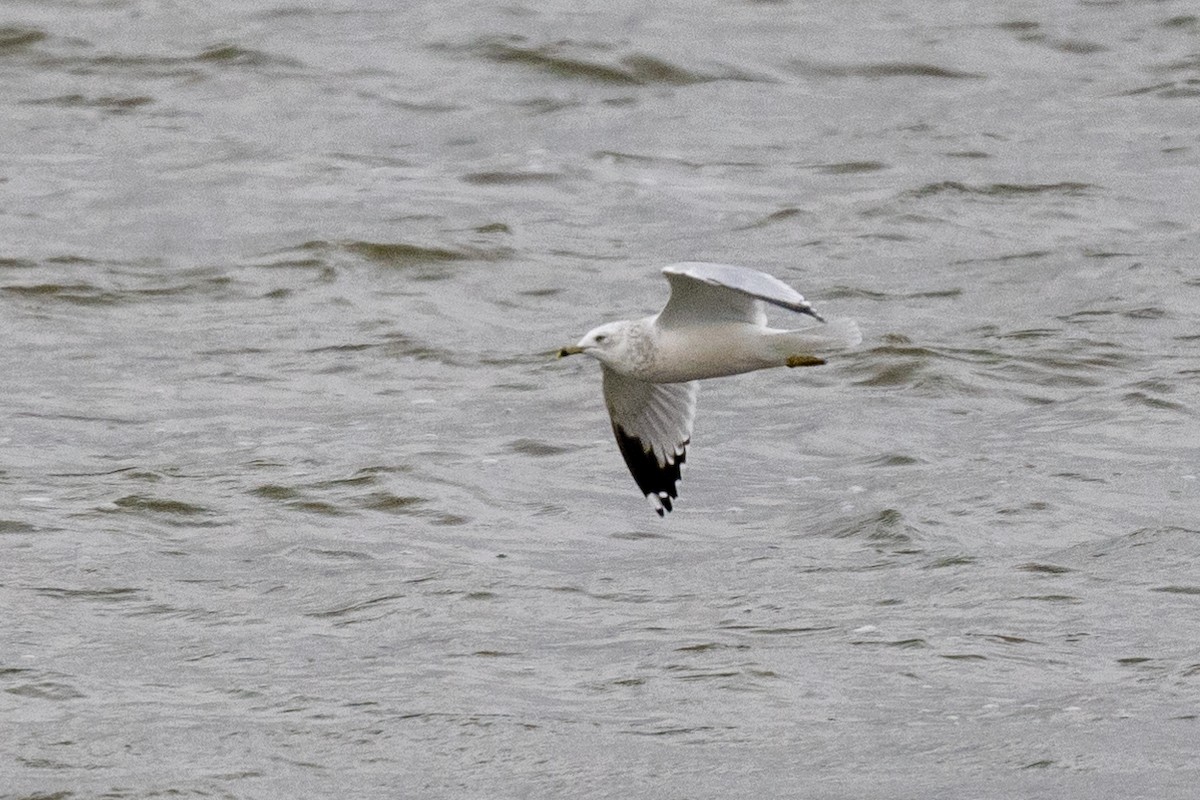 Ring-billed Gull - ML610088990