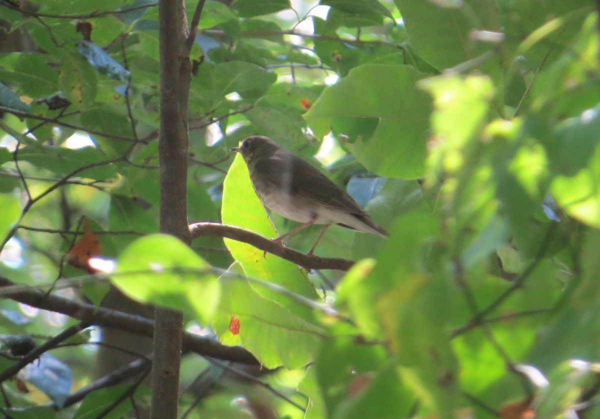 Gray-cheeked Thrush - ML610089063