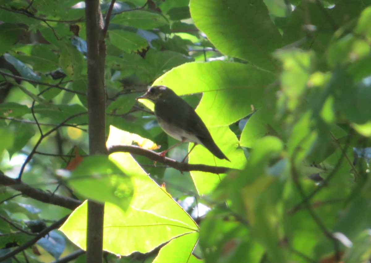 Gray-cheeked Thrush - ML610089064