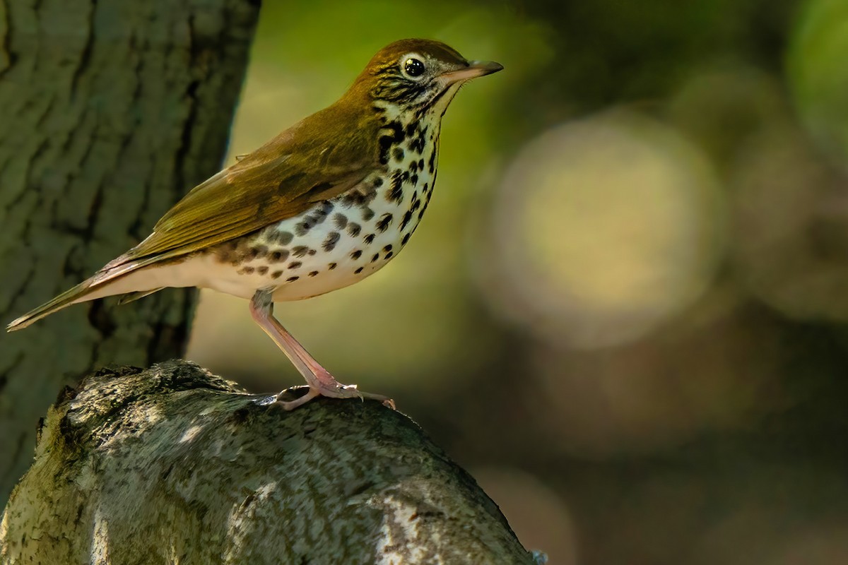 Wood Thrush - chef Ito