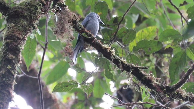 ハイイロオウチュウ(stigmatops) - eBird ハイイロオウチュウ(stigmatops) - eBird