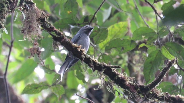 Drongo cendré (stigmatops) - ML610089095