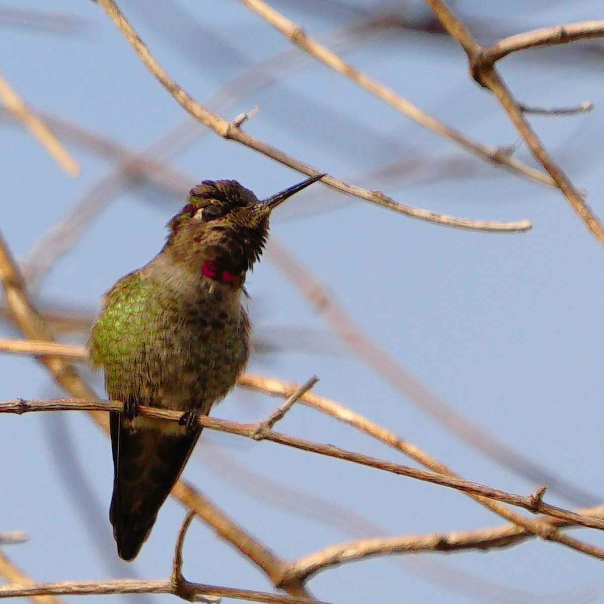 Anna's Hummingbird - ML610089135