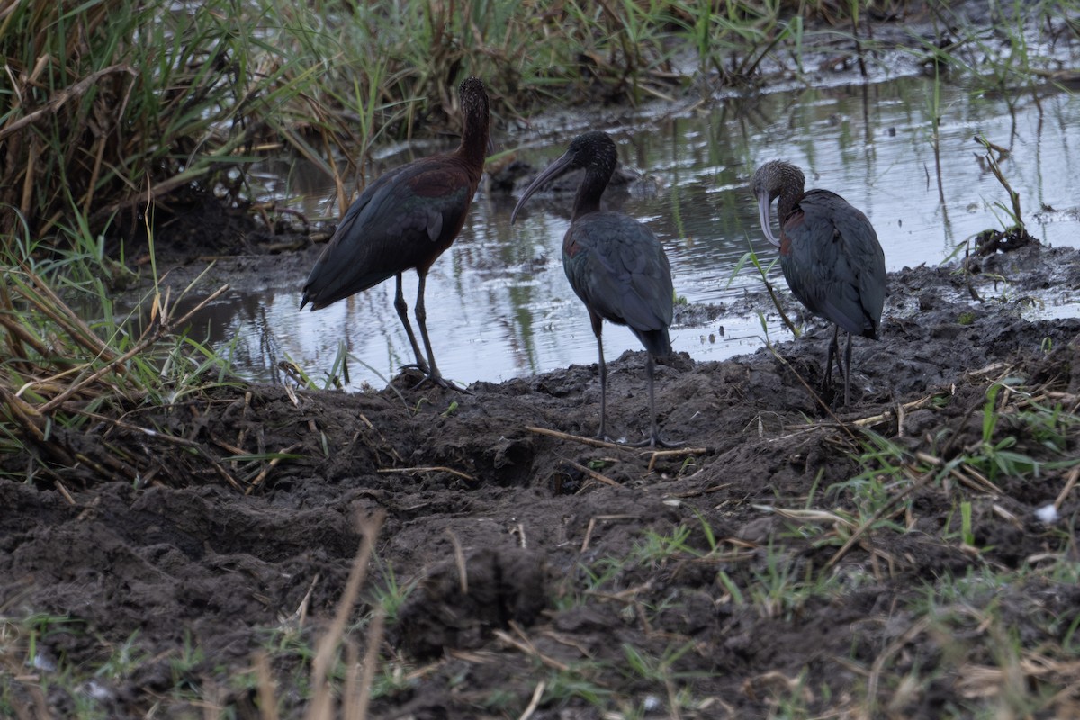 ibis hnědý - ML610089159