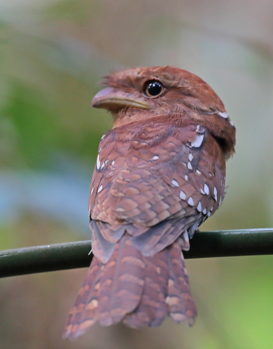 Gould's Frogmouth - ML610089164
