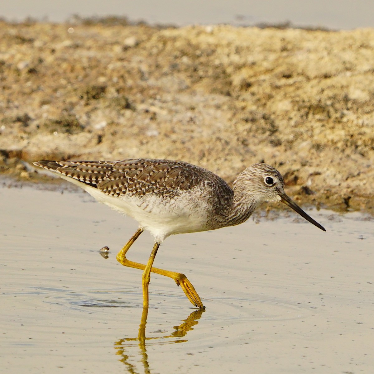 Greater Yellowlegs - ML610089170