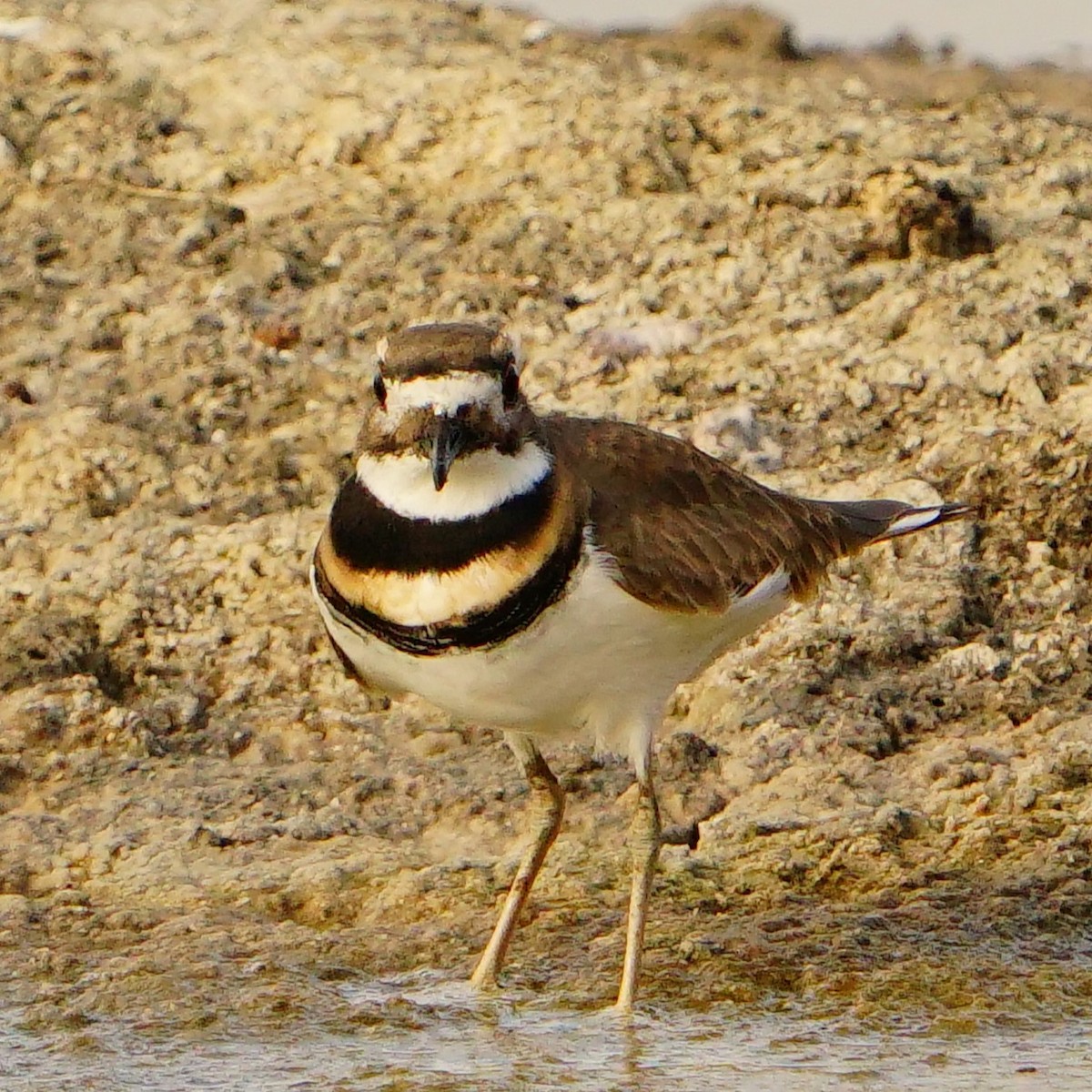 Killdeer - ML610089185