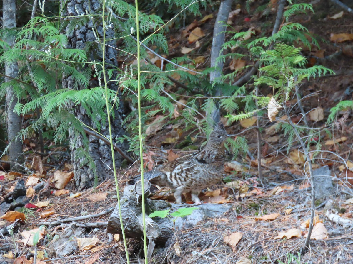 Ruffed Grouse - ML610089309