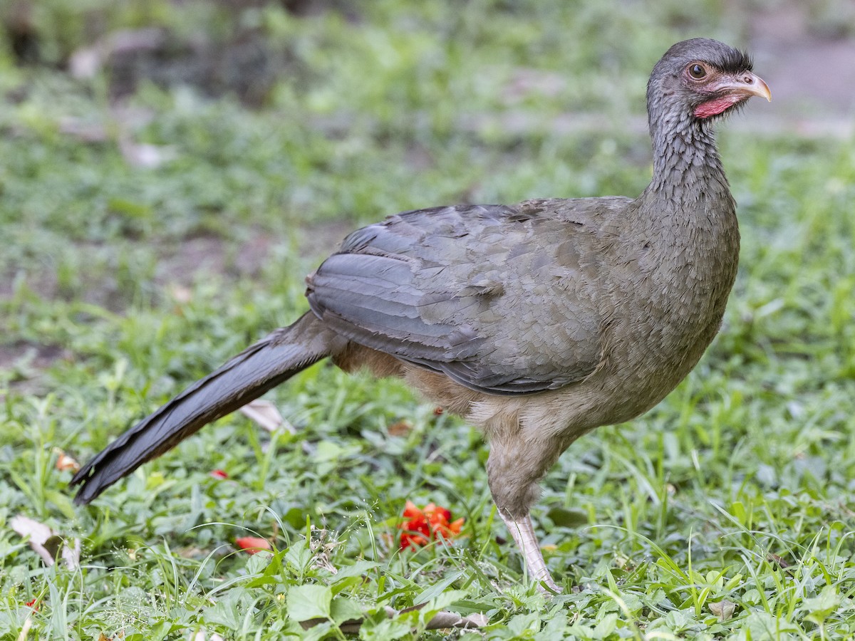 Chachalaca Charata - ML610089393