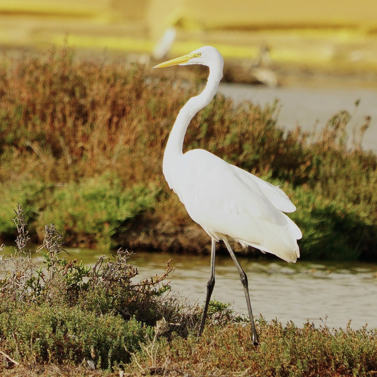 Great Egret - ML610089468