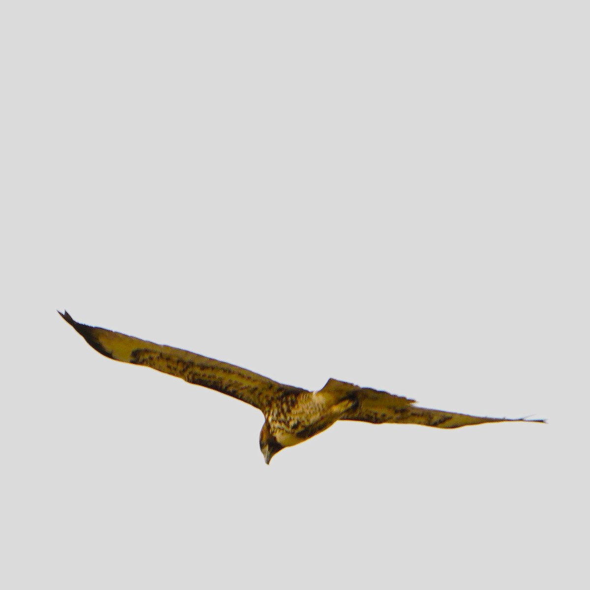 Red-tailed Hawk - ML610089477