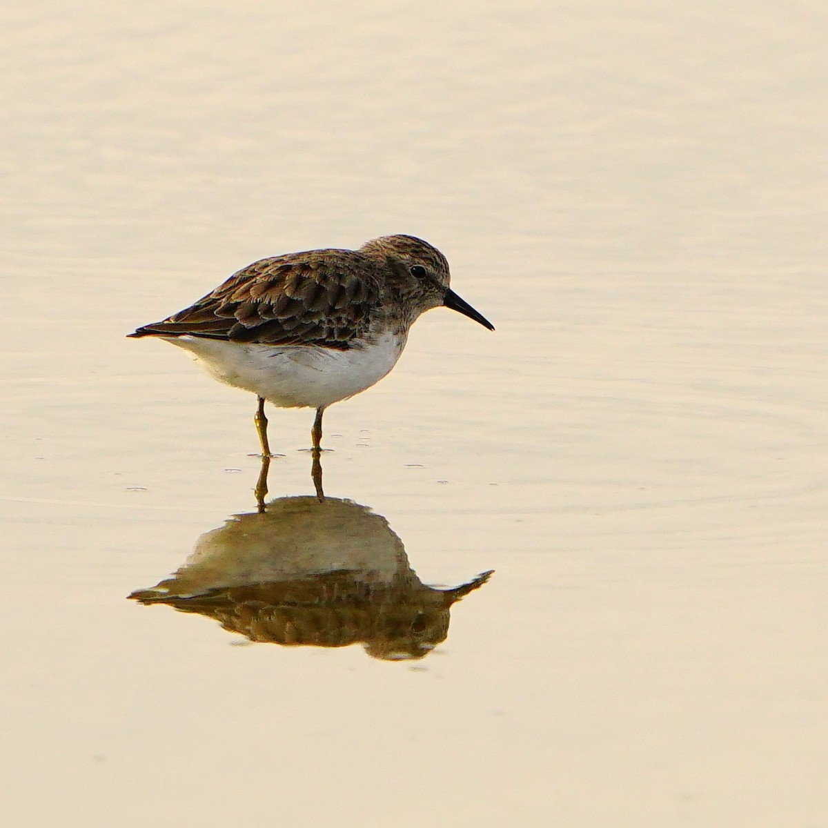 Least Sandpiper - ML610089517