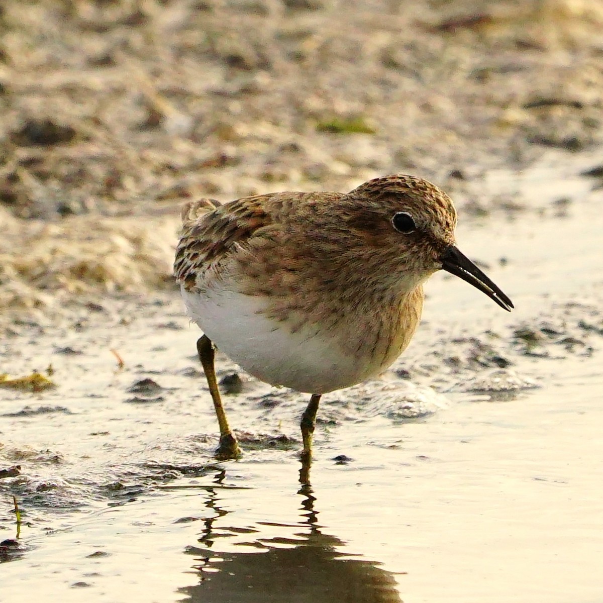 Least Sandpiper - ML610089518