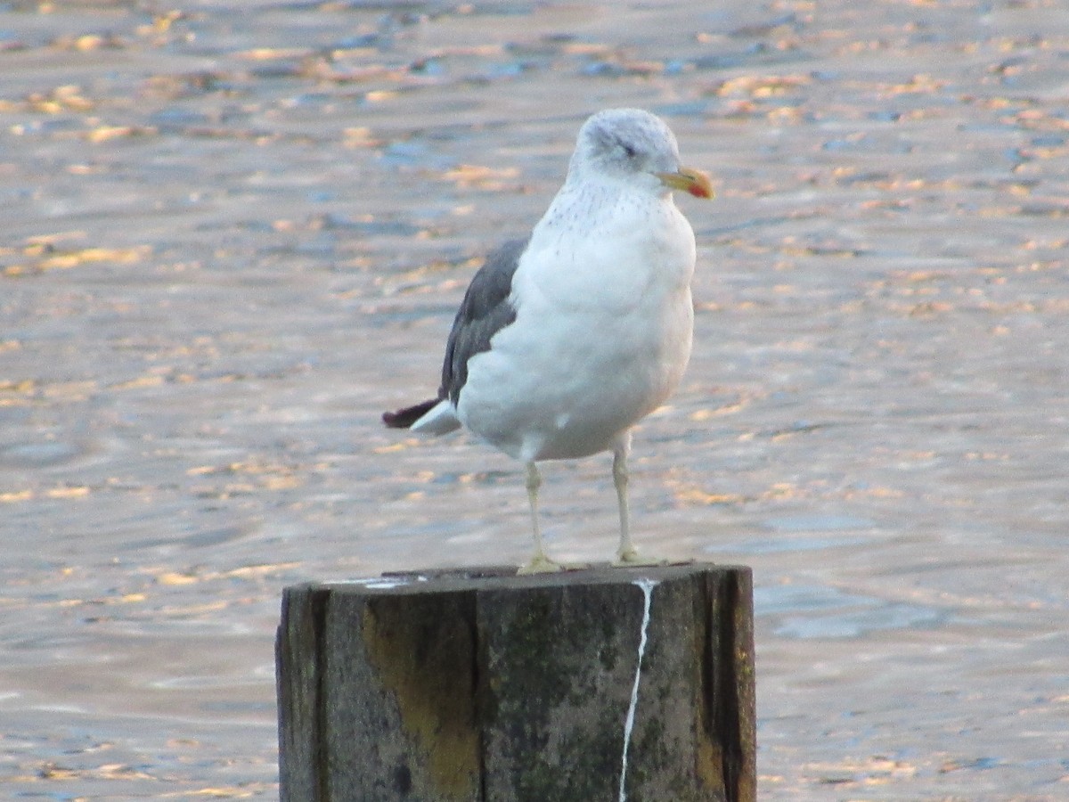 Lesser Black-backed Gull - ML610089528