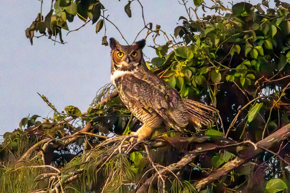 Great Horned Owl - ML610089538