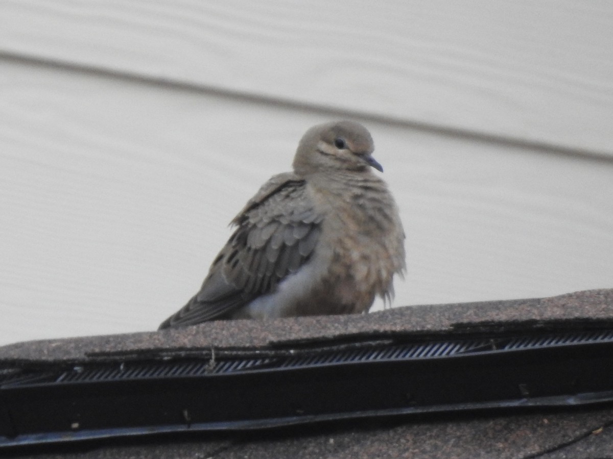 Mourning Dove - ML610089539