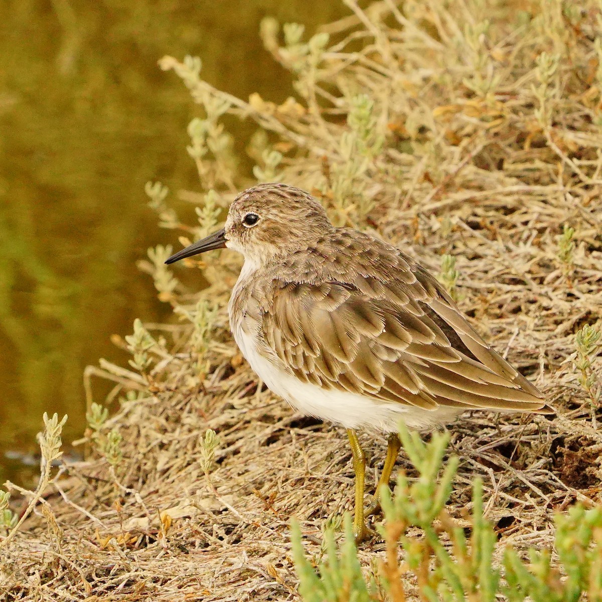 Least Sandpiper - ML610089547