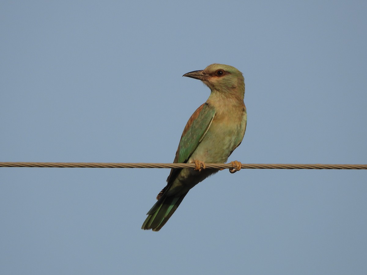 European Roller - ML610089560