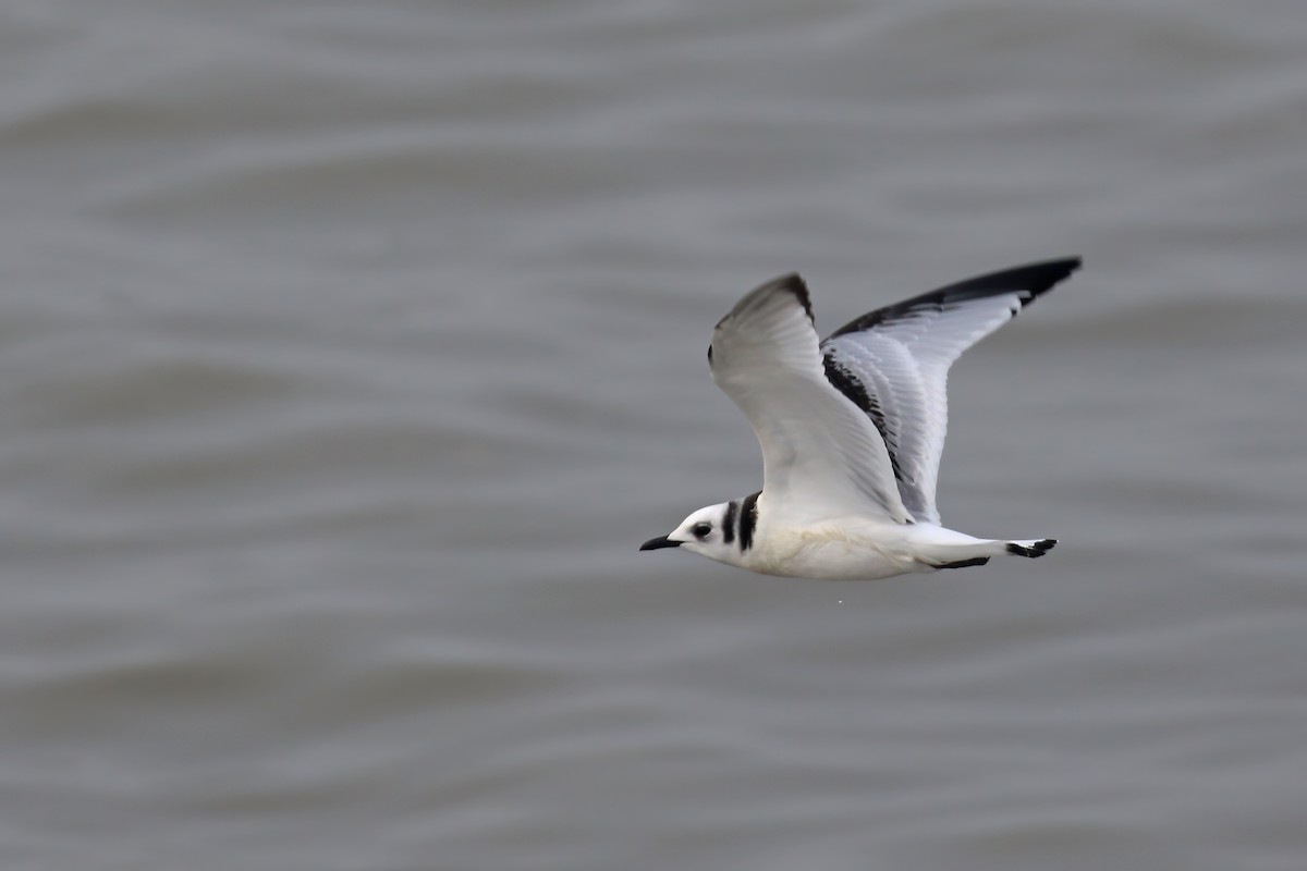 Mouette tridactyle - ML610089575