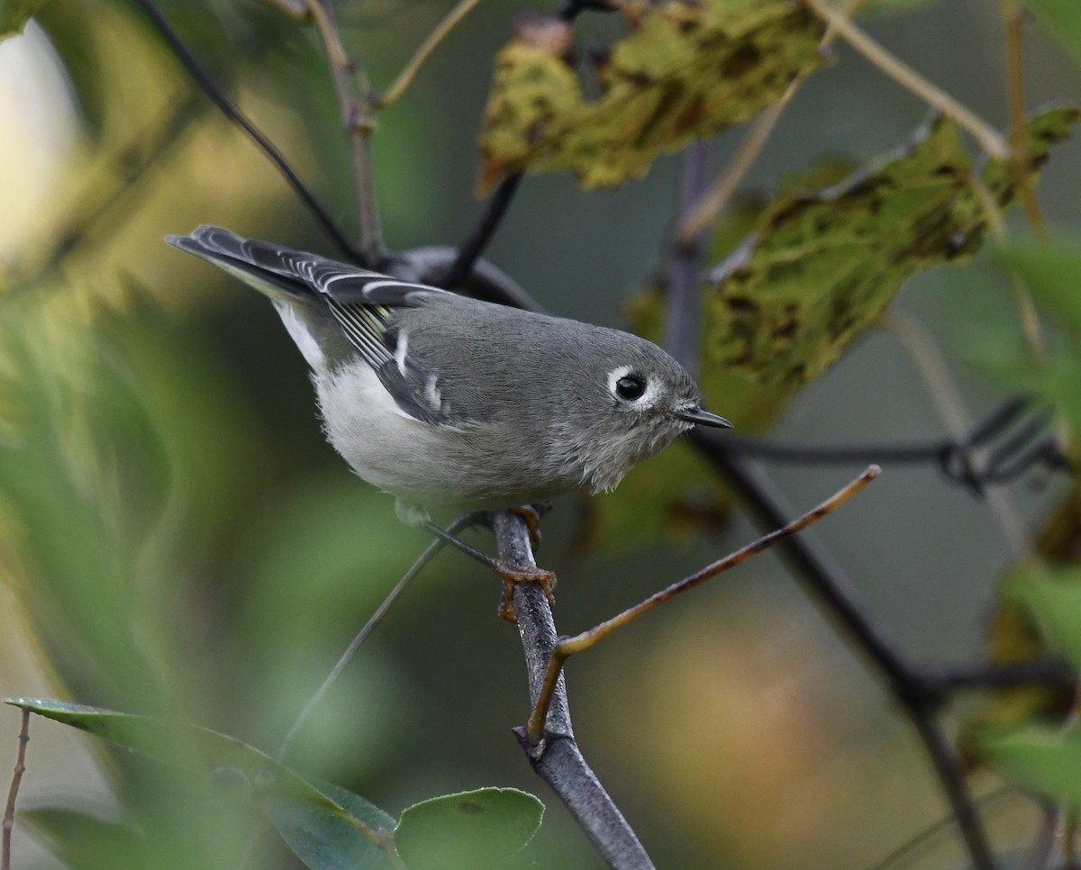 Ruby-crowned Kinglet - Paul Nielson