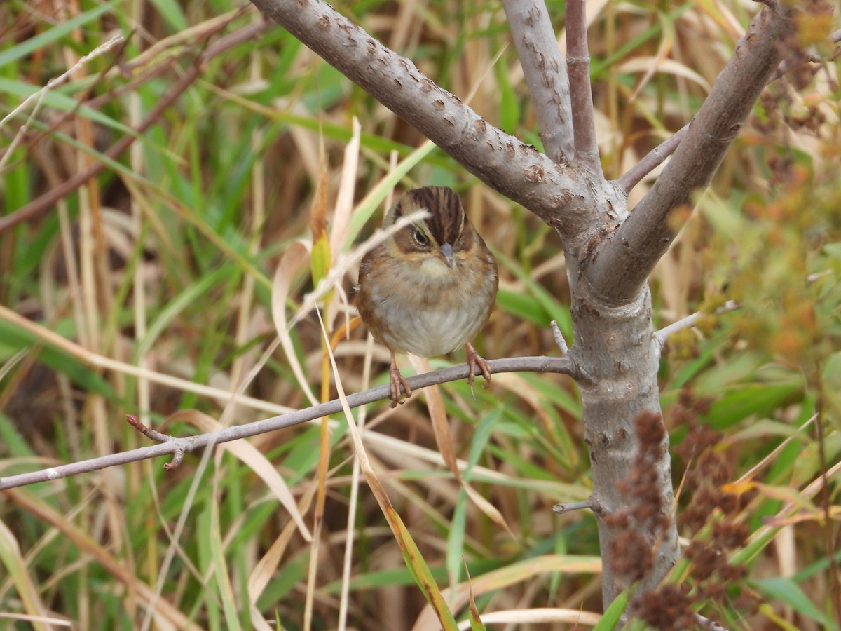 Swamp Sparrow - ML610089704