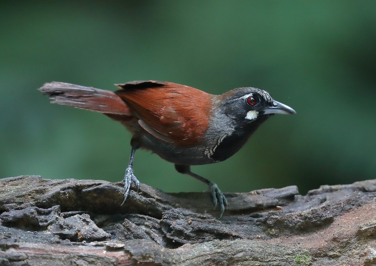 Black-throated Babbler - sheau torng lim