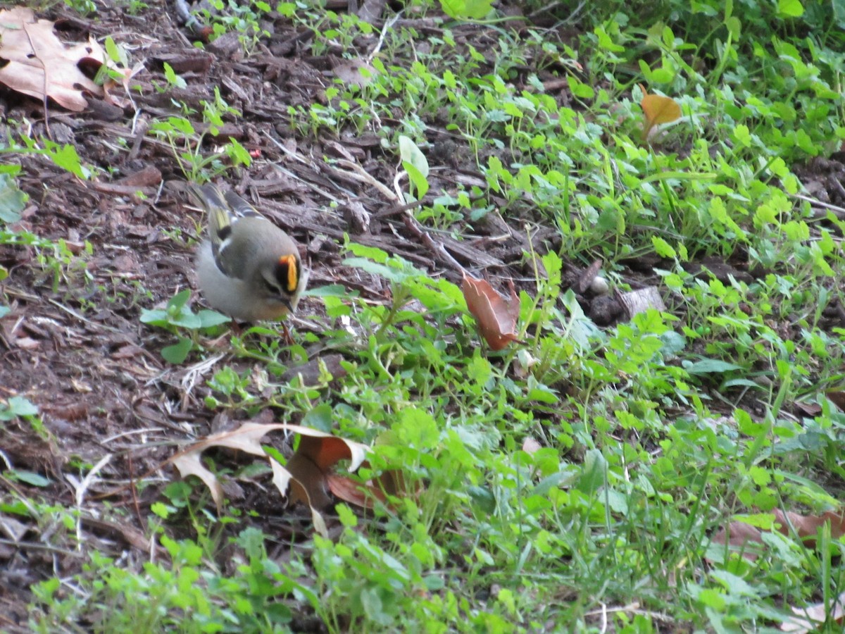 Golden-crowned Kinglet - ML610089713