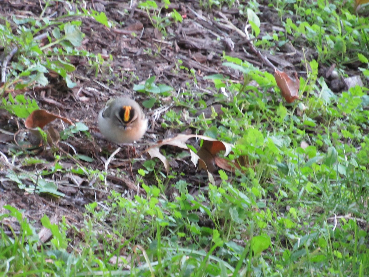 Golden-crowned Kinglet - ML610089714