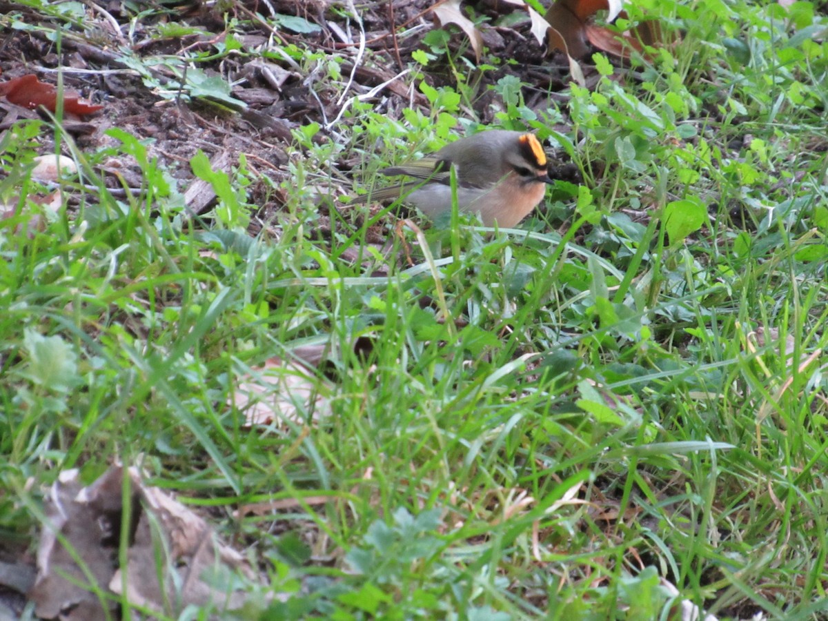 Golden-crowned Kinglet - ML610089722