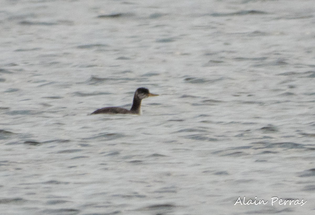 Red-necked Grebe - ML610089743