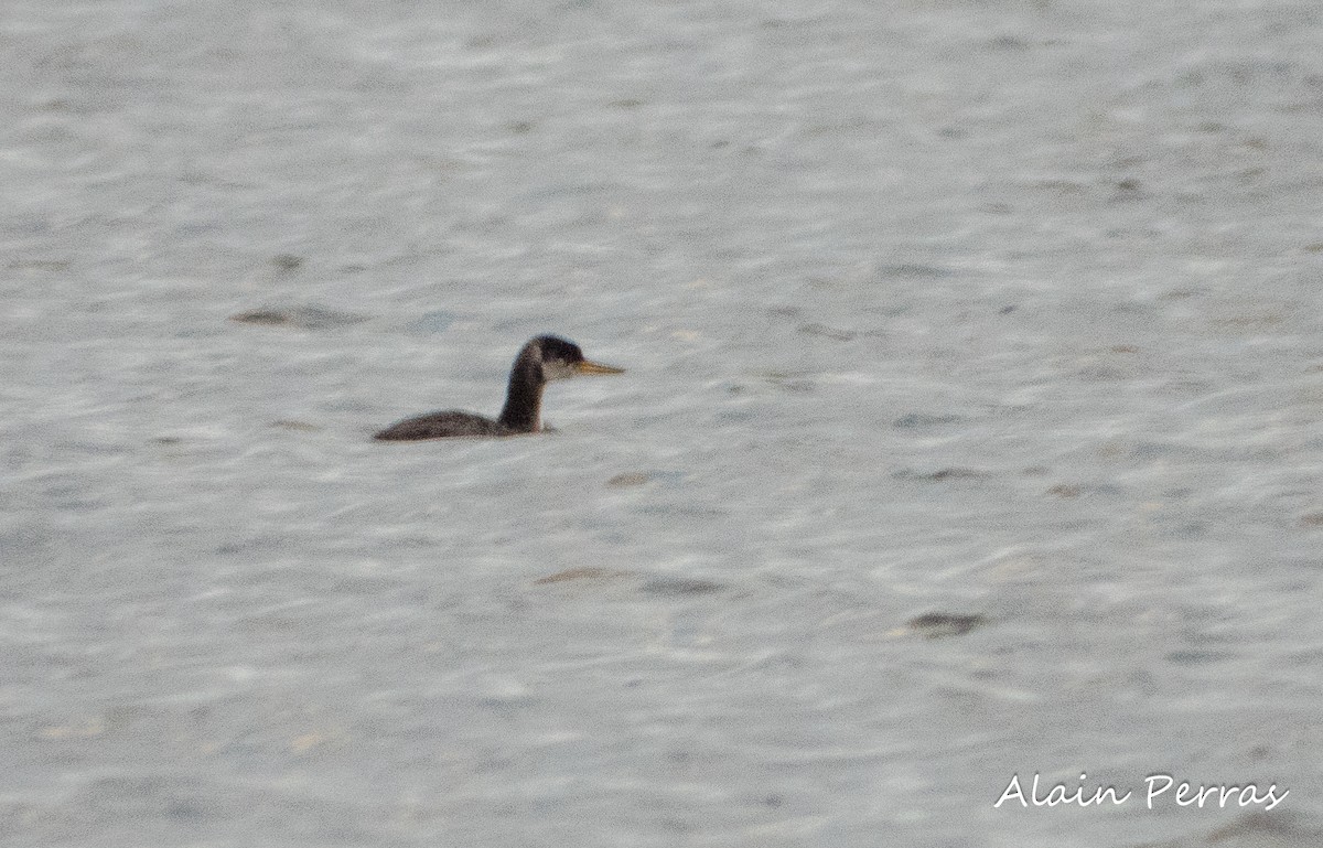 Red-necked Grebe - ML610089744