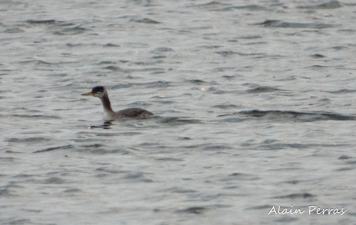 Red-necked Grebe - ML610089745
