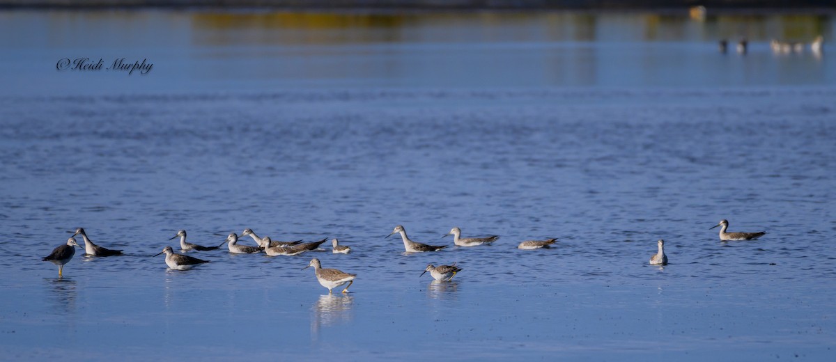 Stilt Sandpiper - ML610089782