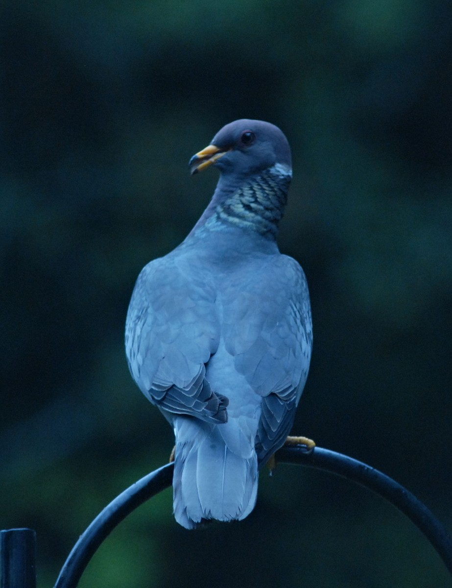 Band-tailed Pigeon - ML610089846