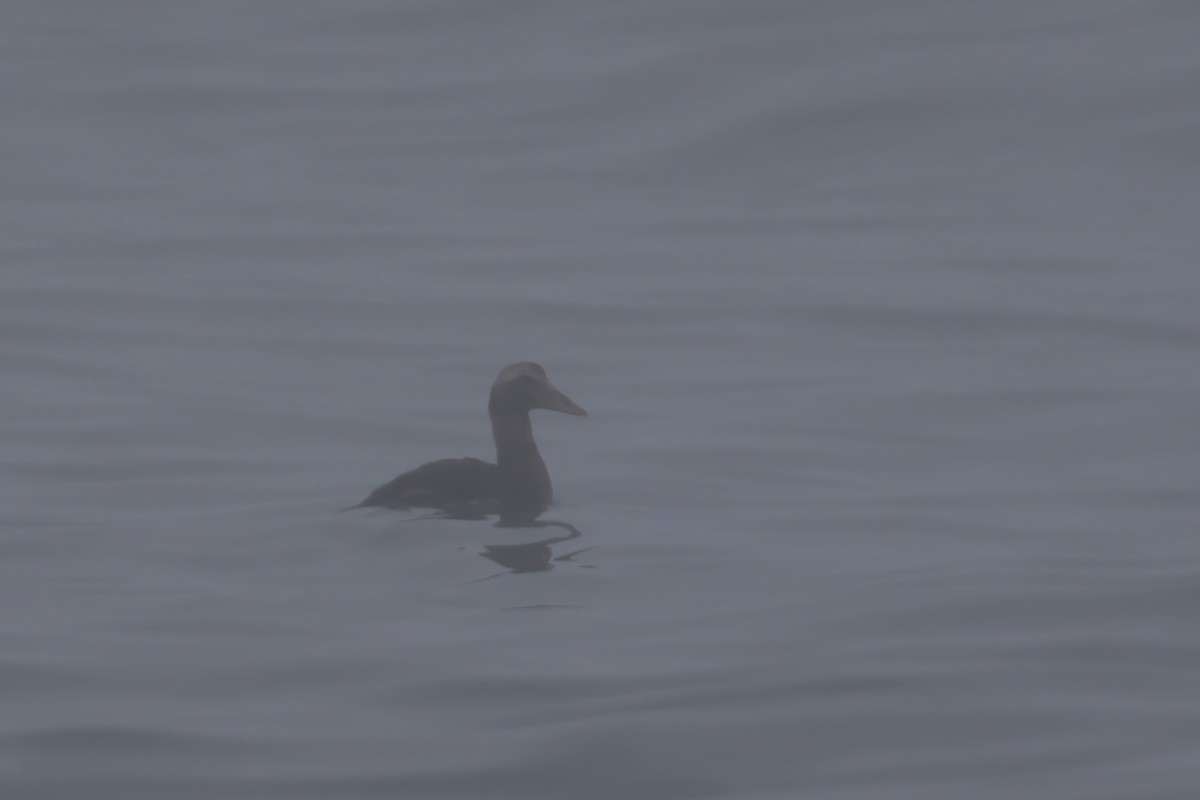 Common Eider - ML610089910