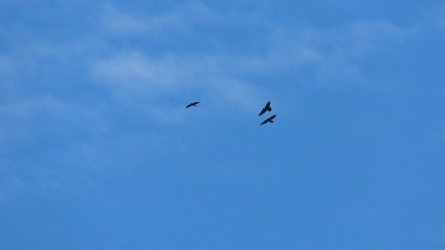 Хон хэрээ - ML610089950