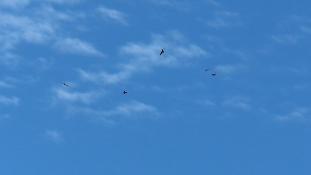 Хон хэрээ - ML610089953