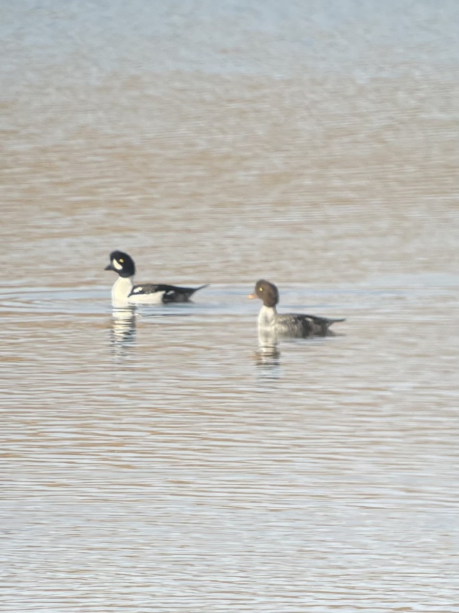 Barrow's Goldeneye - ML610089991