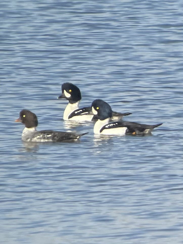 Barrow's Goldeneye - ML610089992