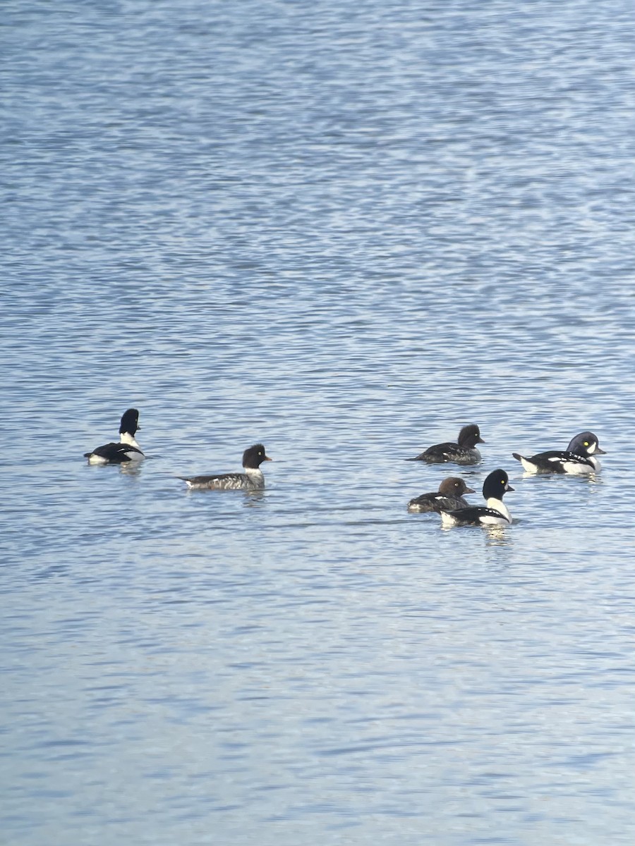 Barrow's Goldeneye - ML610089993