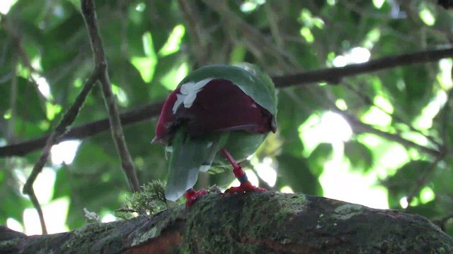 Bornean Green-Magpie - ML610090173