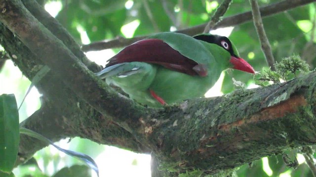 Urraca Verde de Borneo - ML610090175