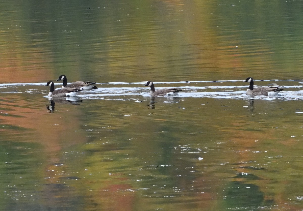 Canada Goose - Bernard Tremblay