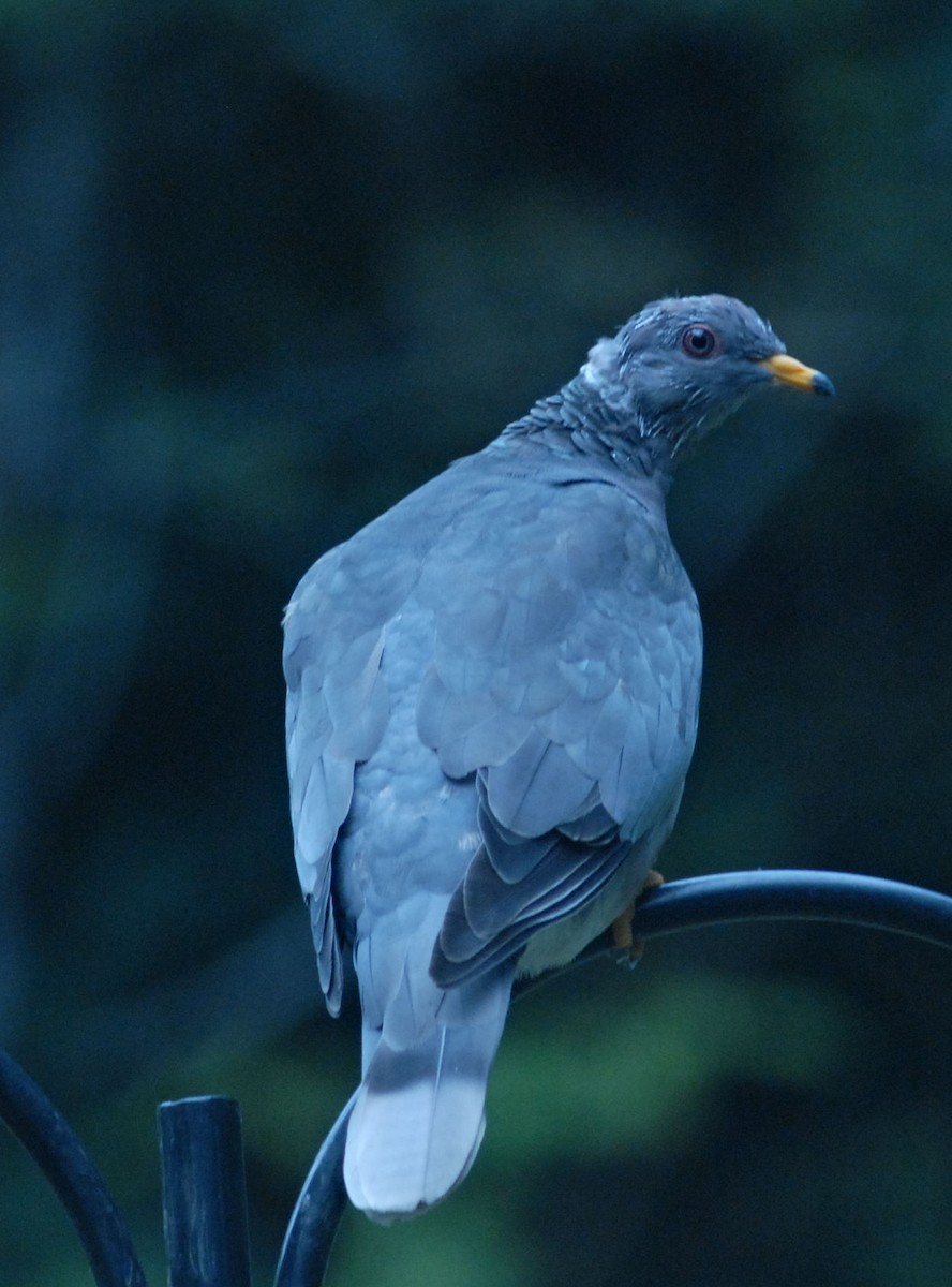 Band-tailed Pigeon - ML610090342